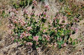 Image result for Caprifoliaceae