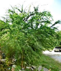 Image result for Pithecellobium dulce