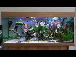 Pin On Aquarium
