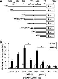 Mr glynn had been working for a singapore branch of a british recruitment company since january 2017. Recruitment Of Swi Snf Complex Is Required For Transcriptional Activation Of The Slc11a1 Gene During Macrophage Differentiation Of Hl 60 Cells Journal Of Biological Chemistry