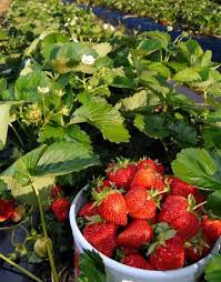 We did not find results for: Containing Strawberry Plants