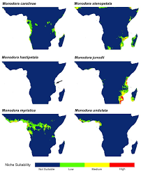 Image result for Monodora stenopetala
