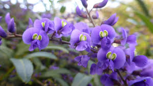 Image result for Hardenbergia comptoniana