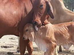 It is good and raised for meat, milk and draught purposes. American Brahman Wikiwand