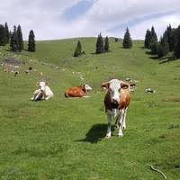 Dintre numeroasele probleme de mediu care ameninta planeta noastra, o problema majora o constituie, fara nici o îndoiala, deseurile. Flori Genius Academia Edu