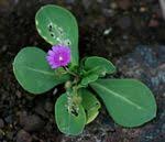 Image result for Corbichonia decumbens