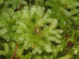 Image result for Streptocarpus hirticapsa