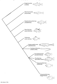 Acanthopterygii From Diversity Of Fishes Ideias Para Artesanato Artesanato