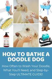 How To Bathe A Dog Ultimate Guide To Bathing Doodles
