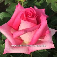 Trey anastasio, leader of jam band phish; Altamoda Nirp Rosa Blute Rosen Grun