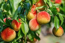 What are some easy fruit trees to grow? Zone 9 Fruit Tree Varieties What Fruits Grow In Zone 9 Regions
