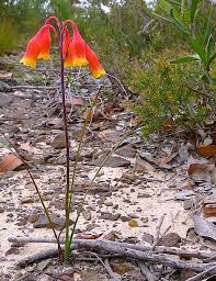 The Australian Christmas Bell Australian Plants Australian Native Plants Australian Flowers