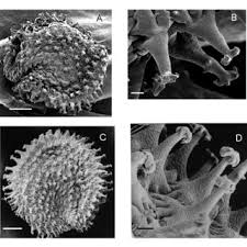 Image result for Stellaria mannii