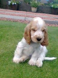 Black And White Cocker Spaniel Puppy 8 Weeks Rona 8 Weeks Old June 08 American Cocker Spaniel Spaniel Puppies Spaniel Breeds