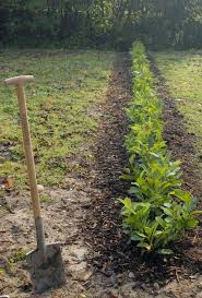 Grenzabstand Fur Baume Straucher Und Hecken Beachten Tuin Hoeden