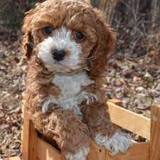 F1 = 50/50 cross (poodle to cavalier) only. Pin On Cute Cockapoos