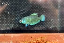 Image result for foto Vějířovka