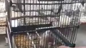 Ciri ciri burung tekukur yang bisa dijadikan pikat atau tidak (untuk pemula). Tekukur Burung Baru Dalam Latihan By Nikmud Channel