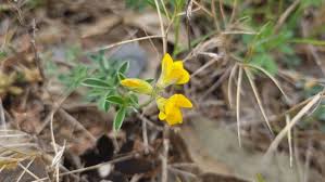 Image result for Argyrolobium stolzii