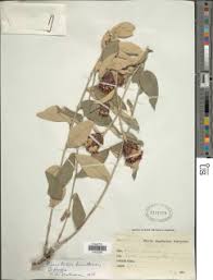 Image result for Pleiotaxis