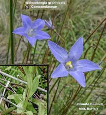 Image result for Wahlenbergia subaphylla