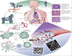 Oseltamivir bekerja dengan mekanisme menghambat enzim neuraminidase pada virus influenza yang berperan untuk melepaskan virus baru hasil replikasi sehingga infeksinya menyebar. Demam Berdarah Ebola Bem Fk Usakti