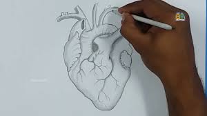 Hi everyone, in this video i show you how to draw a human heart step by step. Human Heart 3d Drawing Easy Way To Draw A Realistic Human Heart Backpocket Youtube