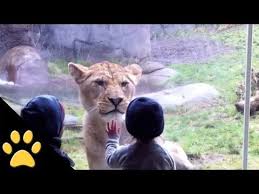 Kids At The Zoo Compilation Youtube Animals Cute Animals Animals
