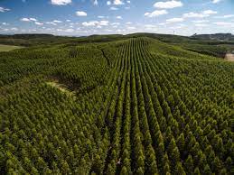 A plantation is a large piece of land, especially in a tropical country, where crops such. Why Green Pledges Will Not Create The Natural Forests We Need Yale E360
