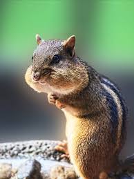 Mund Voll Ha Ha Tiere Tierisch