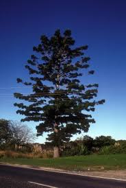 Image result for Araucaria cunninghamii