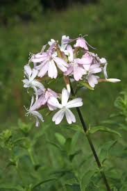 Image result for Caryophyllaceae