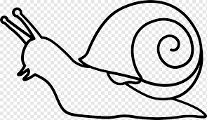 Desenho De Caracol Livro De Colorir Pintura Caracol Branco Animais Mao Png Pngwing
