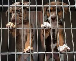 Search for basset hound rescue dogs for adoption near ottumwa, iowa. Pet Rescue Exposed As Front For Puppy Laundering Scheme
