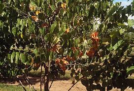 Redbud Cercis Spp Verticillium Wilt Pacific Northwest Pest Management Handbooks