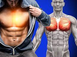 The muscles of the abdomen, lower back, and pelvis are separated from those of the chest by the muscular wall of the diaphragm, the critical breathing muscle. Snapshot Of Muscles In Torso Pin By Desi Shoemaker On Anatomy Torso Muscle Body Yandi Fiko