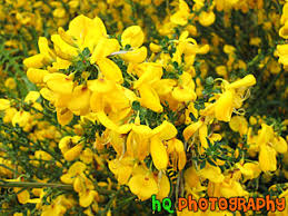 Same day florist flower delivery. Yellow Flowers Close Up Photo