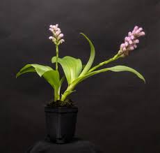 Image result for Cynorkis