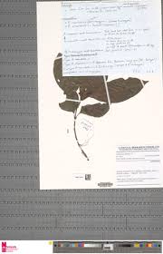 Image result for Justicia buchholzii