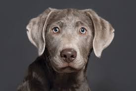 Colorado has a decent percentage of pet owners, and the general attitude towards animals is considerate and friendly. Silver Labrador Retrievers All About Silver Labs Pets4homes