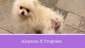 The use of trilostane for the treatment of alopecia x in alaskan malamutes. Treating Alopecia X In Pomeranians Youtube