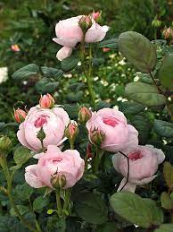 Queen Of Sweden Shrub English Rose Collection Austin 2004 Oliver Beautiful Flowers Flowers David Austin Roses