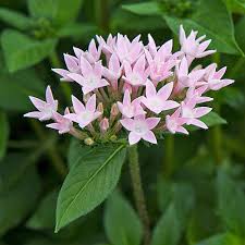 Image result for Pentas schumanniana
