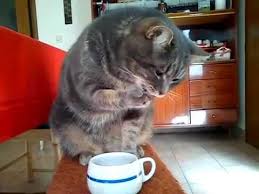 Search, discover and share your favorite cat coffee gifs. Beautiful Cat Drinks Coffee Youtube