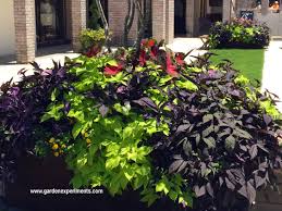 Select a large planter or container. Great Color Combinations For Sweet Potato Vine