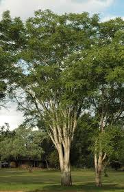 Image result for Kirkiaceae