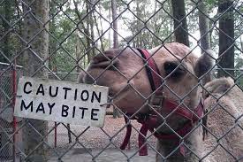 Camels are very adapted to the life in deserts and as such have come to be very useful for people living in deserts. Waccatee Zoo Brings Out Myrtle Beach S Wild Side