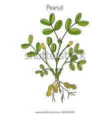 Image result for Arachis hypogaea