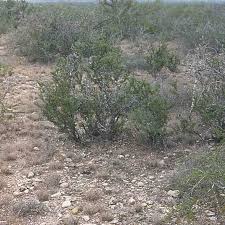Facts about this cactus plant. Area Of Tamaulipan Thornscrub Habitat For Peyote And Star Cactus Download Scientific Diagram