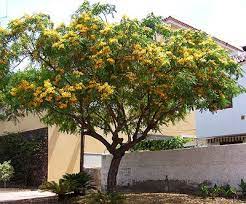 Tipuana Tipu Tipu Tree Tipuana Rosewood Trees For Front Yard Trees To Plant Water Wise Landscaping